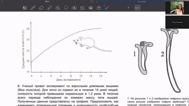 мочеотделительная 2