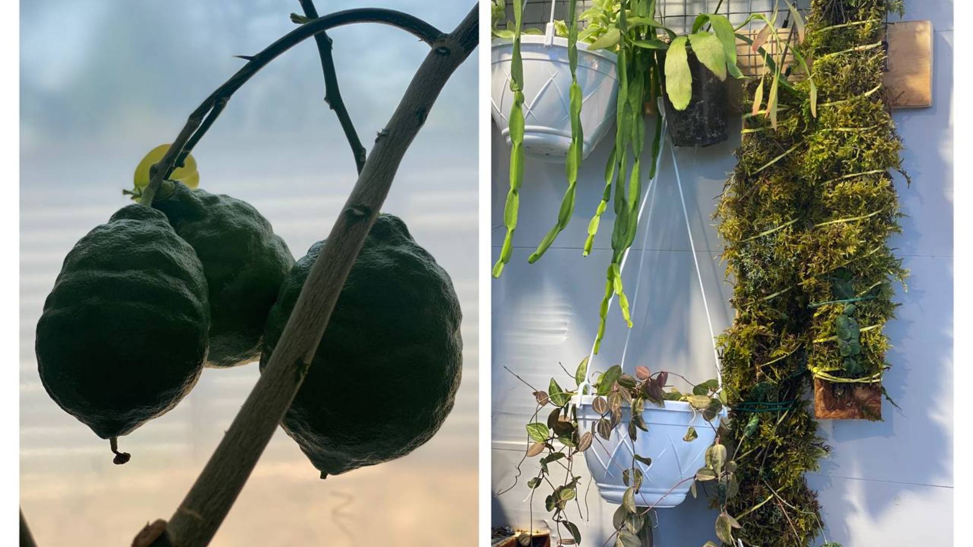 Строительство оранжереи в Крыму и г. Севастополе. смотреть онлайн