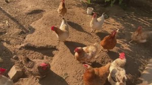 ЖИЗНЬ В ДЕРЕВНЕ. АНОМАЛЬНАЯ ЖАРА - ВСЁ СОХНЕТ. ЦЫПЛЯТА НАДЕЛАЛИ ДЕЛОВ - УБЫТОК. КУПИЛИ ДОМ.