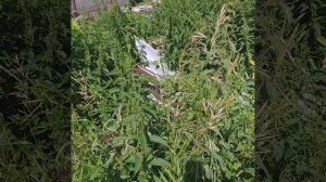 человек царь природы? как покрывает наши ценности материальная жизнь