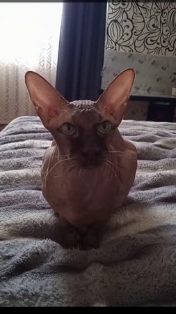 Кот Аватар