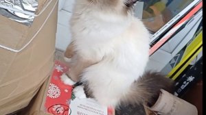 Анжелина играет с коробками Часть 2