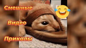 Самые смешные видео приколы