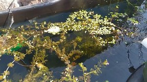 Пластиковый пруд фильтр очистки