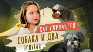 Как два говорящих попугая и собака живут в одной семье. Мой питомец.