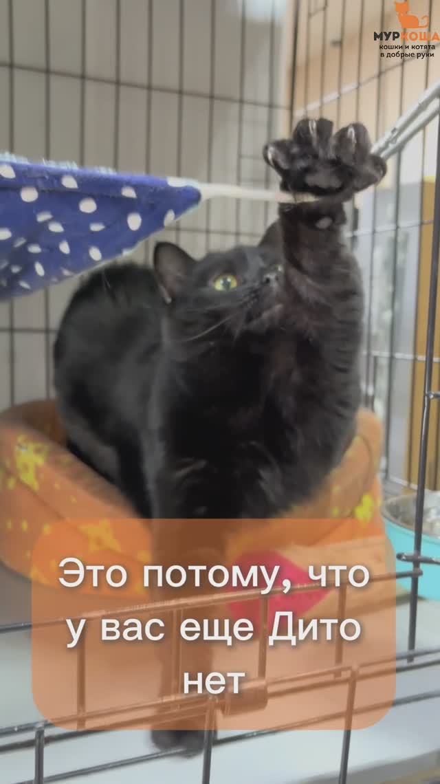 Дито ждёт вас в приюте #Муркоша