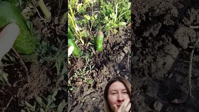 Сейчас бы помидорчиков своих #мамаидочь#огород#влог#свойдом#мама