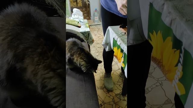 Сэндвичи от Мамы Очень сочно#мамаидочь#еда#готовит#tiktok