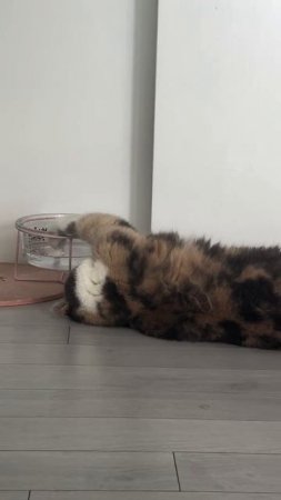 Зачем грустить трагически, если можно лениво пить водически