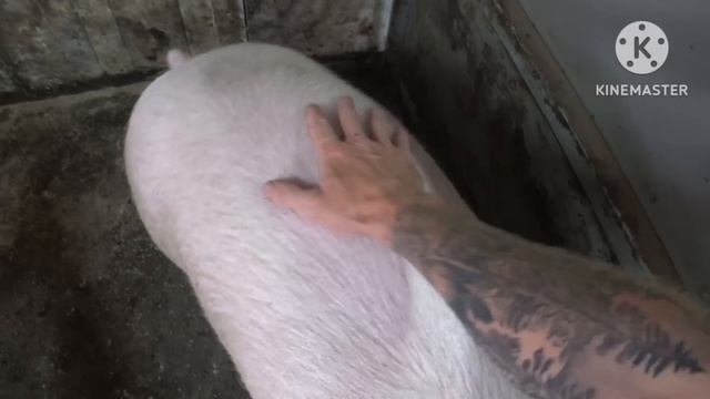Строим идеальный свинарник для откорма свинейЧасть 1