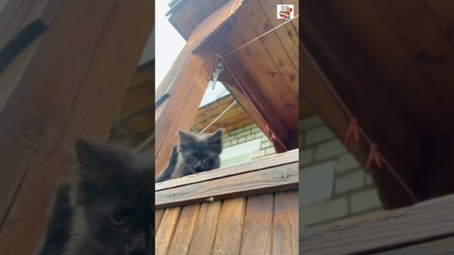 Любимый Чепусик старший помним тебя и Любим 😇🌈❤️🌹🐈⬛