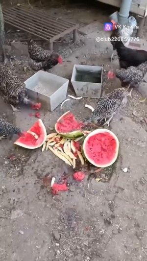 В мире животных