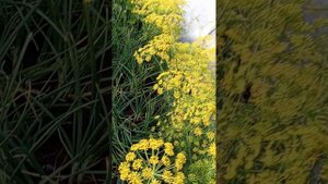 Обзор  огорода № 1 на 14.07.25 года.