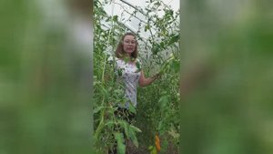 🍅 Как правильно обрезать листья томатов в теплице | Виктория Радзевская