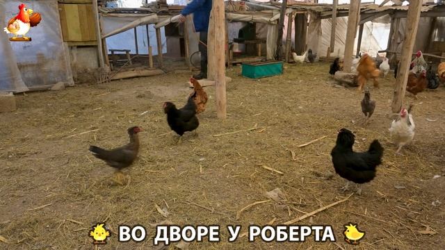 Содержание кур в домашних условиях и других птиц во дворе у Роберта 🐣🐤🦆🐔🪿🦃 (49)
