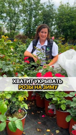 Хватит укрывать розы на зиму. Сорта роз, выдерживающих -45!
