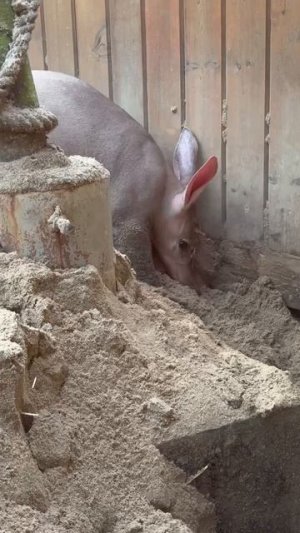 Яростно и энергично