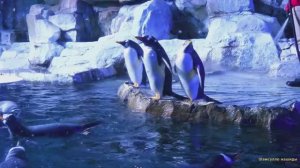 #Коран#АтТовба#СамыеКрасивыеМеста#Relaxation##Islam#Quran#AtTaubah#Minshawiy #4кВидео#11часть#