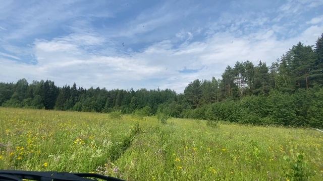 Въезд в густом лесу от поля DenBan4