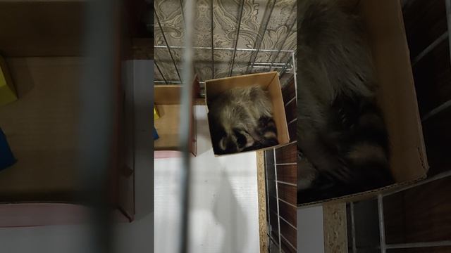 Немножечко "Стесняшек".mp4