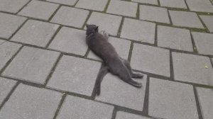 Наша типографская кошка