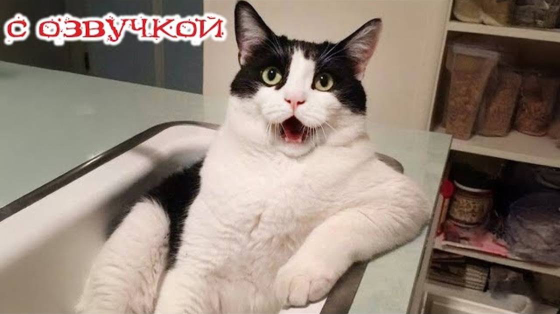 Приколы с котами! С ОЗВУЧКОЙ! Смешные коты! Самые смешные животные! Смешные видео про котов!