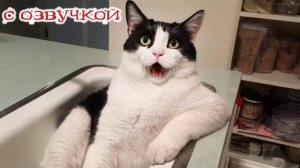 Приколы с котами! С ОЗВУЧКОЙ! Смешные коты! Самые смешные животные! Смешные видео про котов!