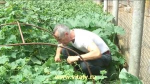 videoplayback