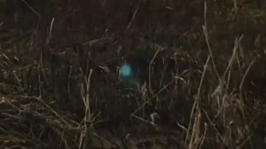 ДУХ - ОРБ в камышах на  берегу моря  / Ghost, orb, genie