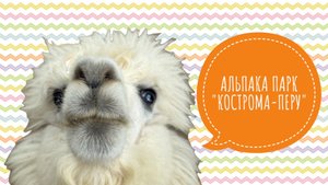 Парк альпак «Кострома-Перу», июнь 2025