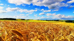 РАЗДОЛЬЕ РУССКОЕ