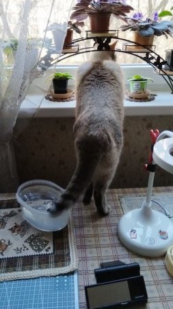 "Я за птичками смотрю. А ты, хвостик, что делаешь?"