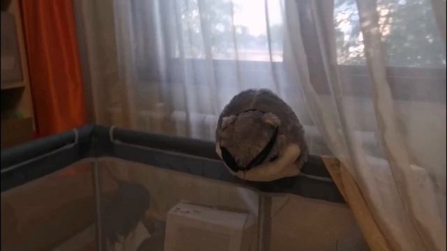 Стали пиратами на 24 часа!🏴☠️🦜🖤 Кошка Мася🐱 против злого пирата Хомяка🐹!Простите что пропадала