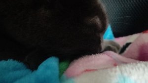 шелден котик