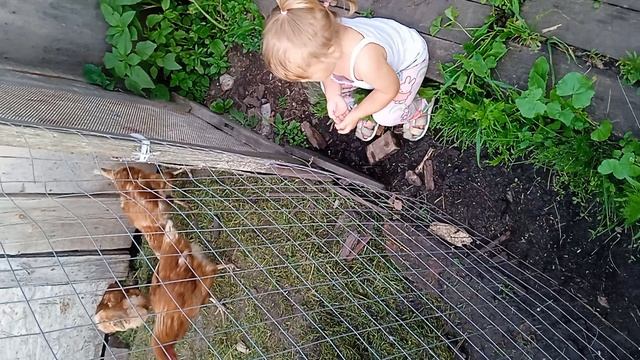 🐔🐔🐔🐔🐔🤣🤣🤣