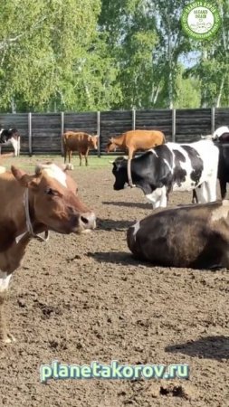 Прекрасные коровушки на Планете коров