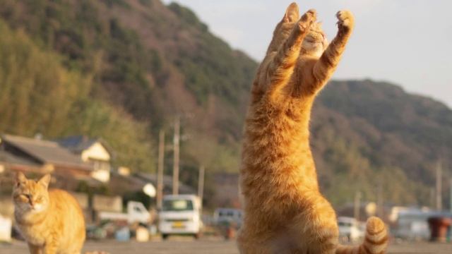 Котэ dancing #cats #танцы #pictures #photos #фотографии #nikitamyplay