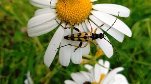 Четырёхполосая лептура  ( Leptura quadrifasciata )