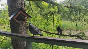 Покровское-Стрешнево. Красивые уточки. Чёткие голуби. Жара. Июль 2025