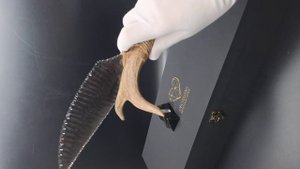 Нож обсидиановый с рукоятью из рога косули Рогатка 34 см