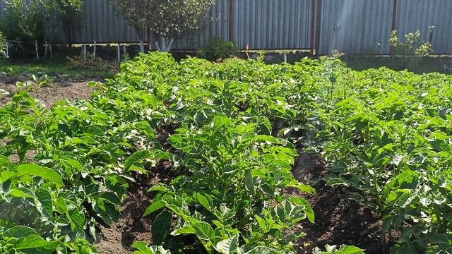 КАК РАСТУТ РАСТНИЯ. Видео для детей смотреть онлайн