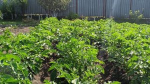 КАК РАСТУТ РАСТНИЯ. Видео для детей