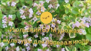 Июльский БУМ урожая: что посеять в июле