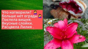 14-07-2025Что натворили? Больше нет ограды 🤦♀️. Поспела вишня.Вкусные слойки.Расцвела Лилия.