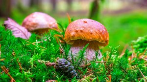🌿 ЛЕЧЕБНАЯ УСПОКАИВАЮЩАЯ МУЗЫКА ДЛЯ ДУШИ 🎵 РАССЛАБЛЯЮЩАЯ МУЗЫКА ДЛЯ СНА 🎵 МУЗЫКА ДЛЯ МЕДИТАЦИИ