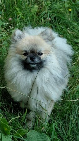 Каспер