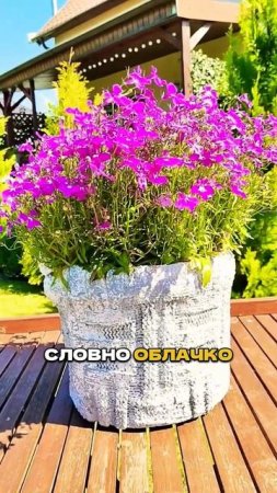 Ч.1 🌺 Посадили и Забыли - цветут ВСЁ ЛЕТО! 😮  #цветы #садоводство  #сад