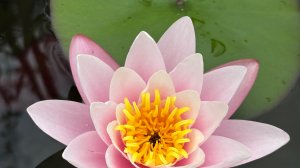 Наш первый цветок Лотоса 🪷