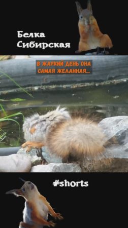 Белки пьют воду