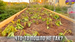 ВСË ЗАВЯЛО! ВСË ПРОПАЛО? Это провал или пока еще нет? Наверно, мы плохие садоводы...